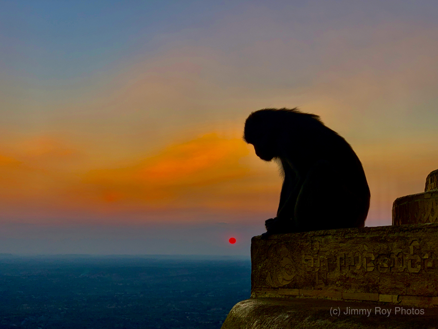Thinking Monkey at Sunset  Print