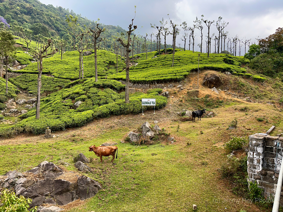 Toy Train Tea Plantations  Imprimer
