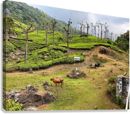 Toy Train Tea Plantations Canvas Print