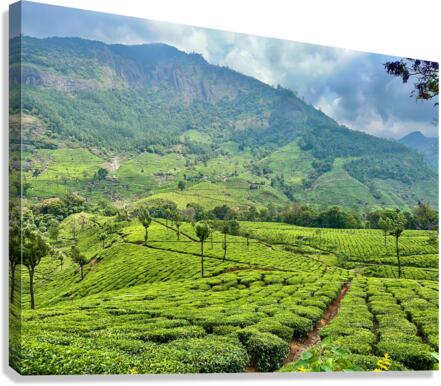 Tea Plantations 2 Canvas Print