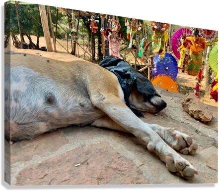 Doggie Afternoon Nap Canvas Print