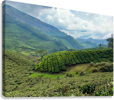 Tea Plantations 4 Canvas Print