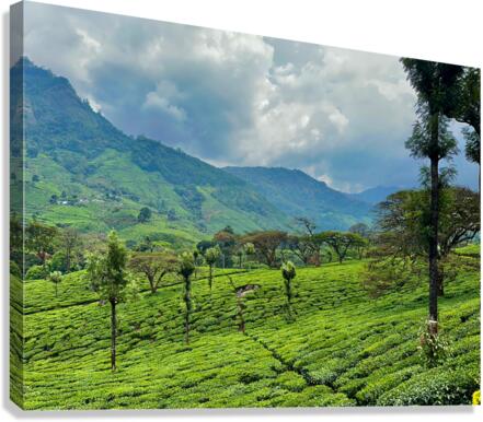 Tea Plantation Wonders Canvas Print