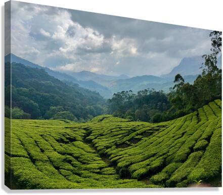 Tea Plantations 5 Canvas Print