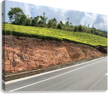 Tea by the Road Canvas Print