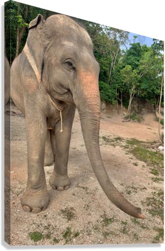 Elephant Trunk Sideways  Canvas Print