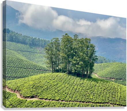 Trees Through the Tea Canvas Print