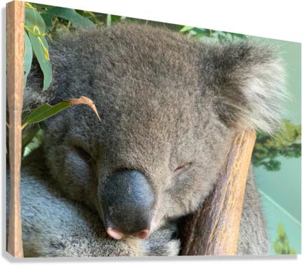 Sleep Well Koala Canvas Print
