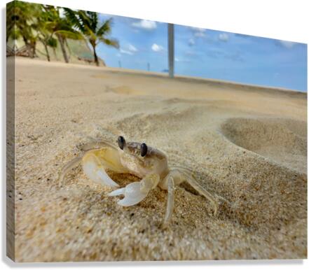 White Crab on the Beach Canvas Print
