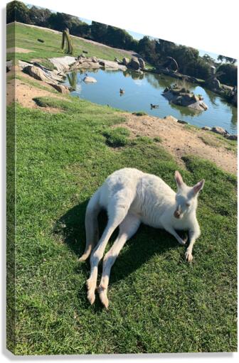 White Kangaroo Chilling Canvas Print