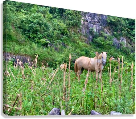 Wild Horse in the Field Canvas Print