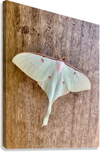 White Butterfly Canvas Print