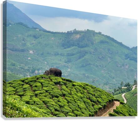 Rock on Top of Tea Canvas Print