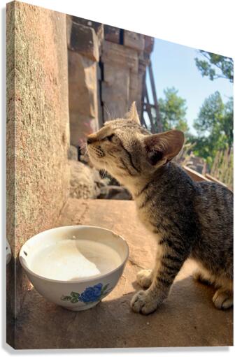 Cat Dreaming of the Future Canvas Print