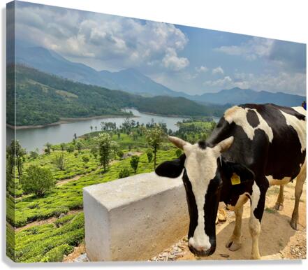 Cow with a View Canvas Print