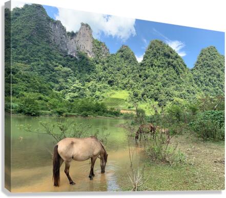 Horses in Paradise Canvas Print