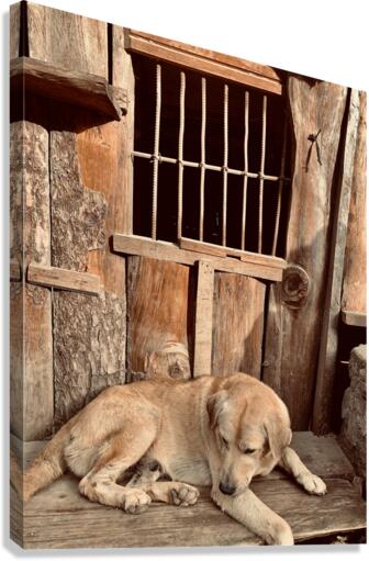 Doggy in Jail Canvas Print