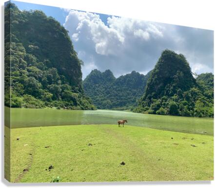 Lonely Horse Canvas Print