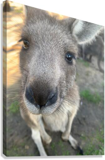 Kangaroo Close Up Canvas Print