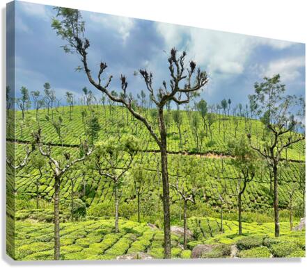 Trees in the Tea Plantations Canvas Print