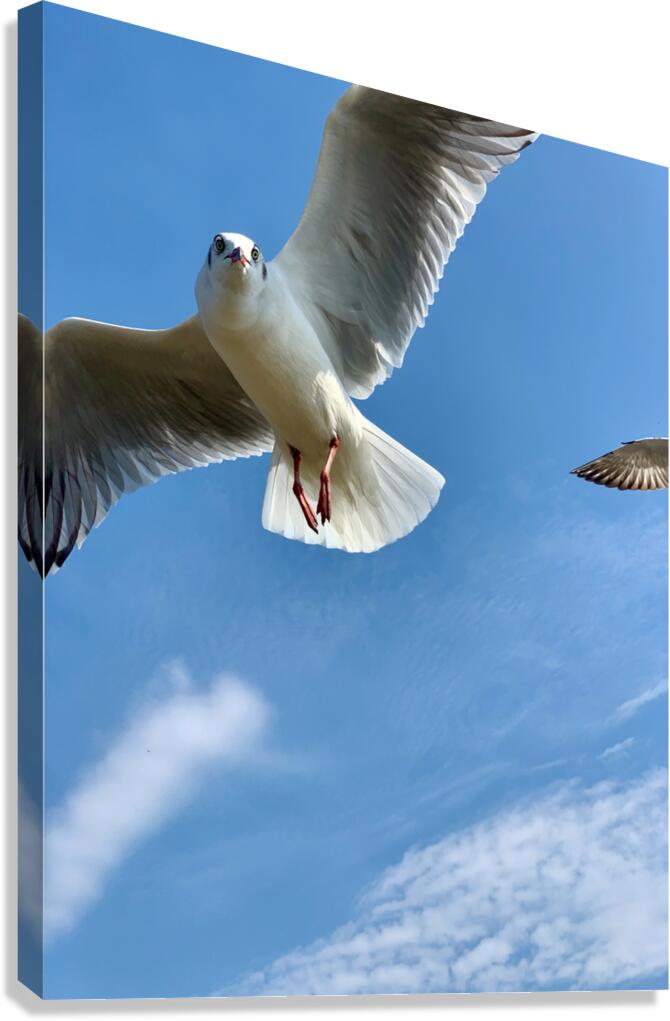 Seagull Look Canvas Print