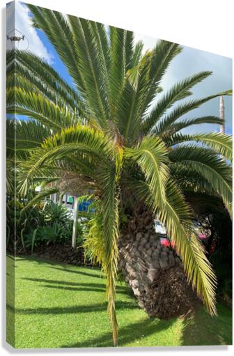 Baby Palm Tree Canvas Print