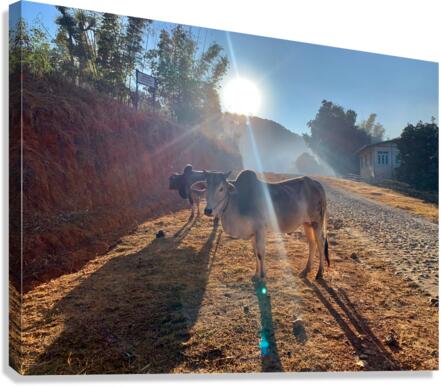 Cows in the Sun Canvas Print