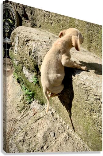 Puppy s efforts Canvas Print