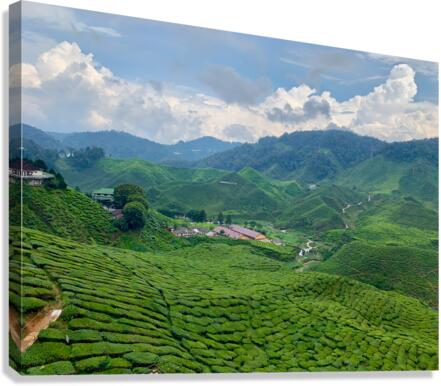 Tea Plantations 7 Canvas Print