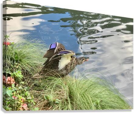 Duck Ready to Fly Canvas Print