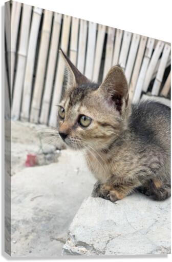 Cute Kitty Canvas Print