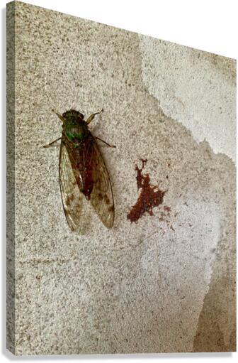 The Fly Canvas Print