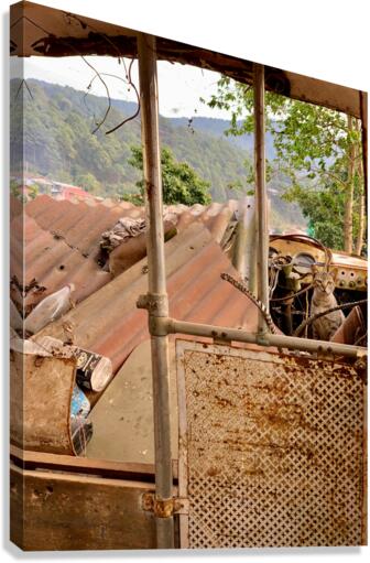 The Cat Living in the Ambulance Canvas Print