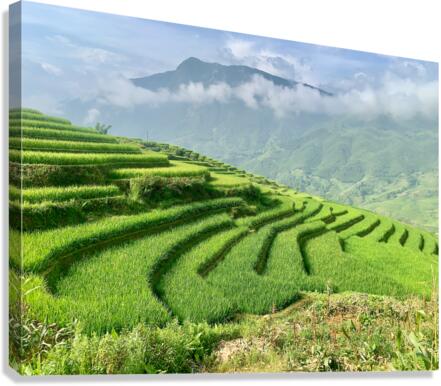 Rice Fields Going Down Canvas Print