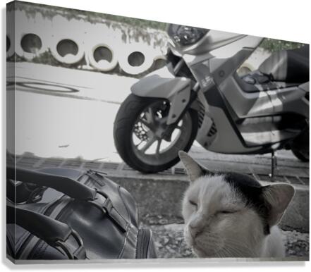 I Closed my Eyes Again   Cat Canvas Print