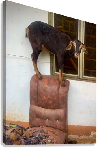Goat on a Seat Canvas Print