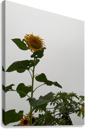 Mysterious Sunflower Canvas Print