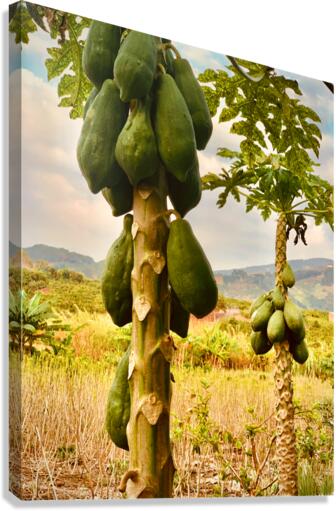 Papaya Trees Canvas Print