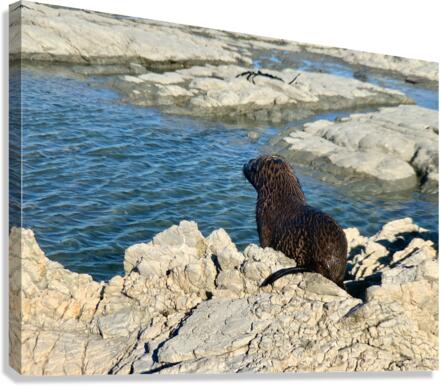 Seal Looking at a Distance Canvas Print