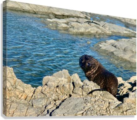 Seal Looking Back at You Canvas Print