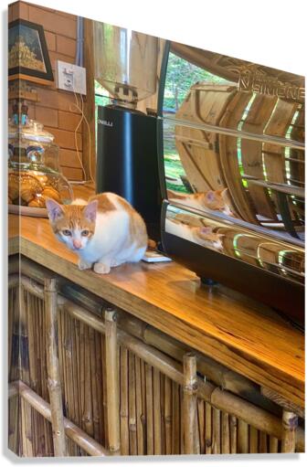 A Cat Named Cappucino Canvas Print