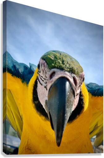 Macaws Close up Canvas Print