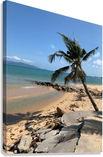 Mini Palm Tree Canvas Print