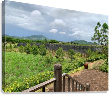 The Pepper Plantations Canvas Print