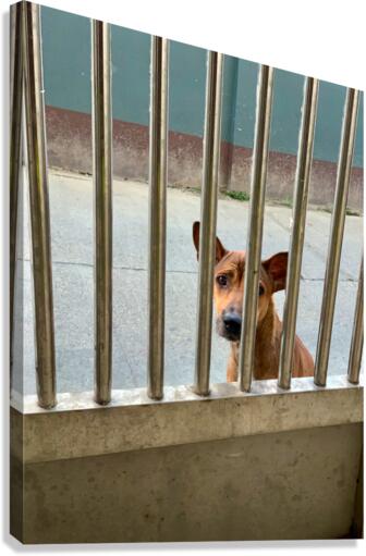 Sad Dog Behind Bars Canvas Print