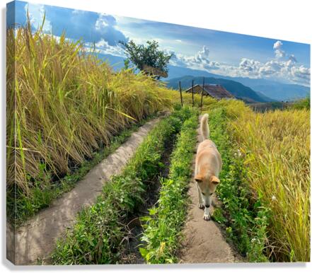 Vagabond Dog Canvas Print