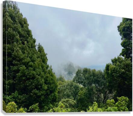 Foggy Forest Canvas Print