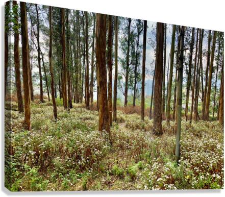 Through the Trees 2  Canvas Print