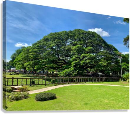 Giant Raintree 2 Canvas Print