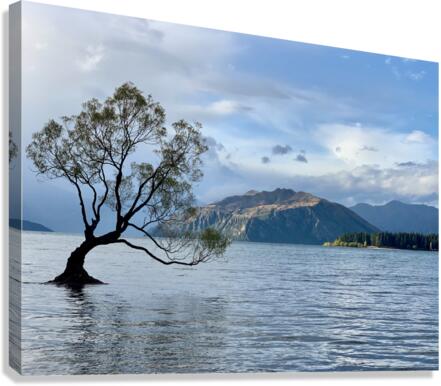 The Wanaka Tree New Zealand Canvas Print